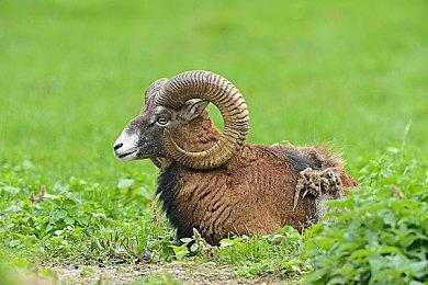 PS商店独占！科乐美推出《寂静岭》最新两部捆绑包